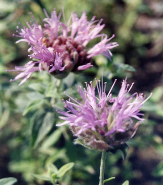 Monardella odoratissima en fleurs dans les prairies d'altitude sèches des montagnes Rocheuses